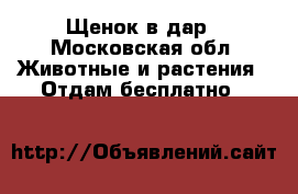 Щенок в дар - Московская обл. Животные и растения » Отдам бесплатно   